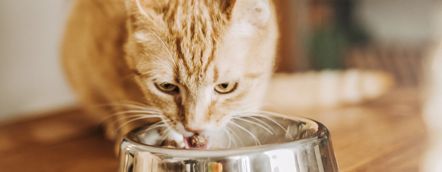 Kitten stealing older cats food best sale